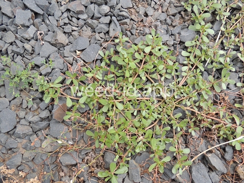 purslane, common